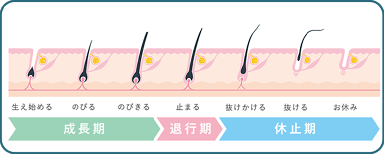 EXCCEDの脱毛理論